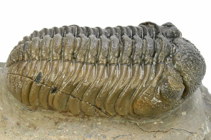 Beautiful Morocops Trilobite - Ofaten, Morocco #224980